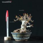 Acer Buergerianum - Kaede