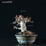 Acer Buergerianum - Kaede - immagine 3