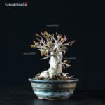 Acer Buergerianum - Kaede - immagine 4