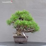 Pinus Thunbergii Kuromatsu Corticosa - immagine 2