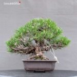 Pinus Thunbergii Kuromatsu Corticosa - immagine 4