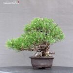 Pinus Thunbergii Kuromatsu Corticosa - immagine 3