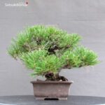 Pinus Thunbergii Kuromatsu Corticosa - immagine 2