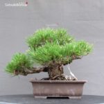 Pinus Thunbergii Kuromatsu Corticosa - immagine 4