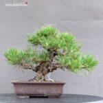 Pinus Thunbergii Kuromatsu Corticosa - immagine 4