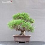 Pinus Thunbergii Kuromatsu Corticosa - immagine 3