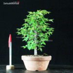 Zelkova Serrata - immagine 2