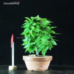 Zelkova Serrata - immagine 2