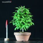 Zelkova Serrata - immagine 2