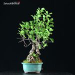 Celastrus Orbicolatus - immagine 3