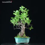 Celastrus Orbicolatus - immagine 4