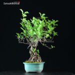 Celastrus Orbicolatus - immagine 3
