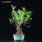 Celastrus Orbicolatus - immagine 4