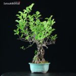 Celastrus Orbicolatus - immagine 5