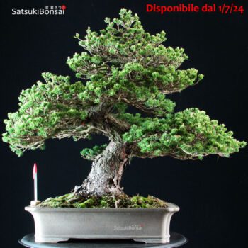 Pinus Pentaphylla Zuisho Goyomatsu VENDUTO