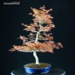 Acero Palmato var. Benichidori - immagine 2