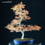 Acero Palmato var. Benichidori - immagine 3