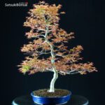 Acero Palmato var. Benichidori - immagine 4