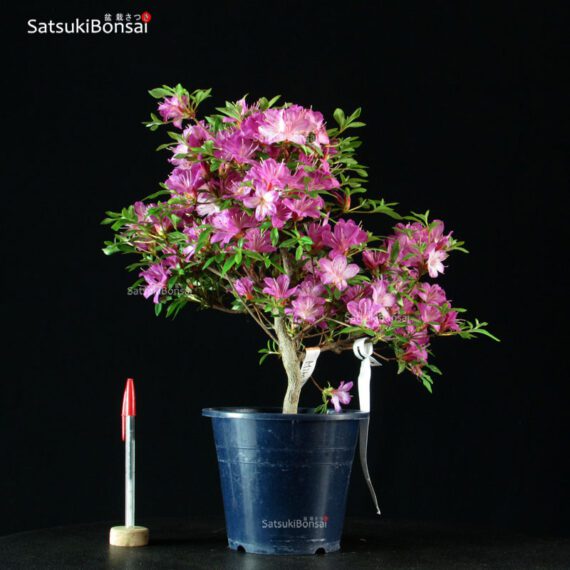 Azalea Satsuki Var. Miraiboshi