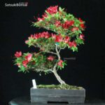 Azalea Satsuki Var. Kokuko no tsuki - immagine 4