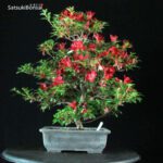 Azalea Satsuki Var. Kokuko no tsuki - immagine 4