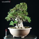 Azalea Satsuki NYOHOZAN - immagine 6