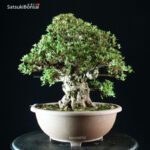 Azalea Satsuki NYOHOZAN - immagine 8