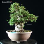 Azalea Satsuki NYOHOZAN - immagine 9