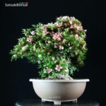 Azalea Satsuki NYOHOZAN - immagine 3