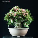 Azalea Satsuki NYOHOZAN - immagine 4