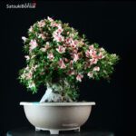 Azalea Satsuki NYOHOZAN - immagine 5