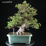 Azalea Satsuki NYOHOZAN - immagine 6