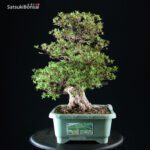 Azalea Satsuki NYOHOZAN - immagine 7