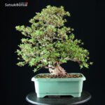 Azalea Satsuki NYOHOZAN - immagine 8