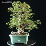 Azalea Satsuki NYOHOZAN - immagine 9