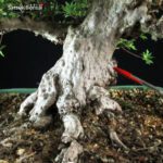 Azalea Satsuki NYOHOZAN - immagine 10