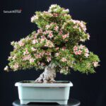 Azalea Satsuki NYOHOZAN