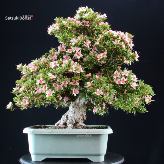 4640_6-Satsuki-Nyohozan Azalea Satsuki NYOHOZAN - immagine 1