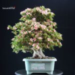 Azalea Satsuki NYOHOZAN - immagine 3