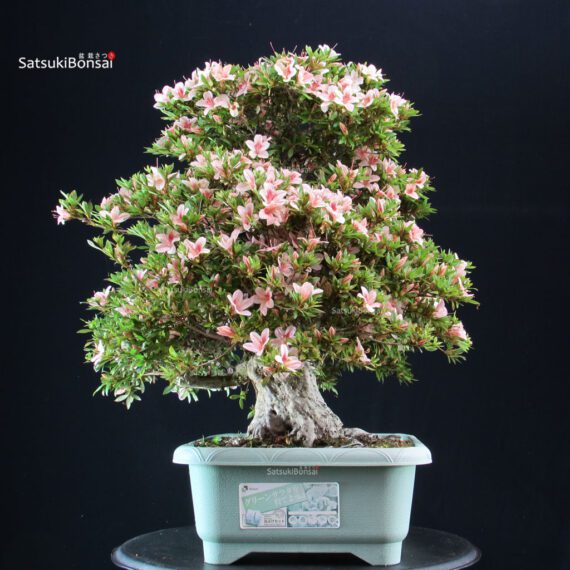 Azalea Satsuki NYOHOZAN - immagine 3