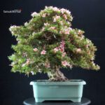 Azalea Satsuki NYOHOZAN - immagine 4