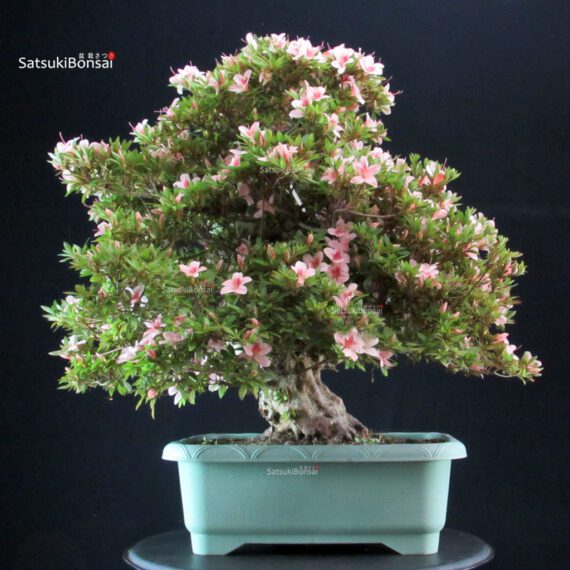 Azalea Satsuki NYOHOZAN - immagine 4