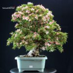 Azalea Satsuki NYOHOZAN - immagine 5