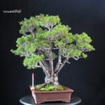 Pinus Pentaphylla Zuisho - Goyomatsu