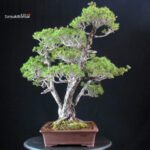 Pinus Pentaphylla Zuisho - Goyomatsu - immagine 2
