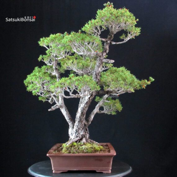 Pinus Pentaphylla Zuisho - Goyomatsu - immagine 2