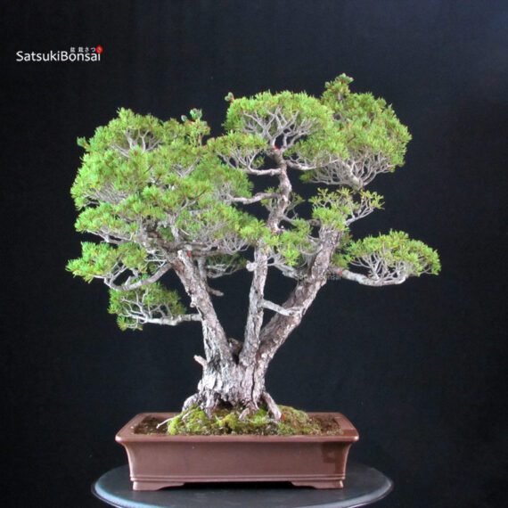 Pinus Pentaphylla Zuisho - Goyomatsu - immagine 3