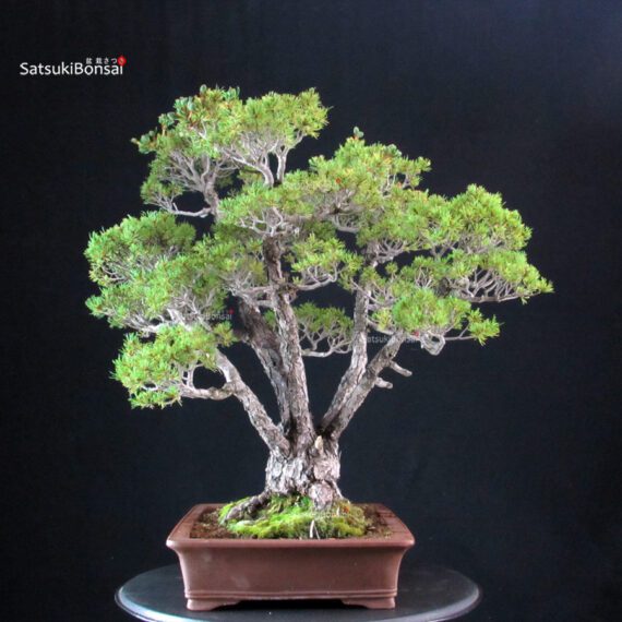 Pinus Pentaphylla Zuisho - Goyomatsu - immagine 4