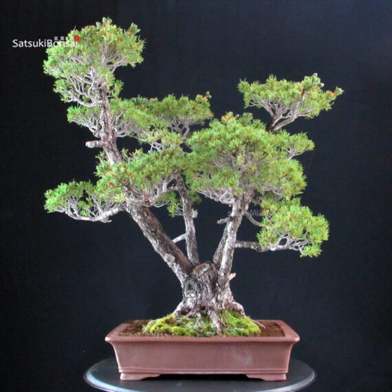Pinus Pentaphylla Zuisho - Goyomatsu - immagine 5