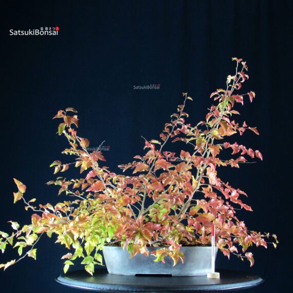 Carpinus Coreana - immagine 1